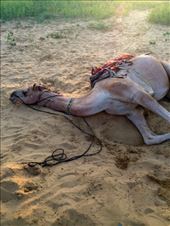 by ryane-be-roamin, Views[153]