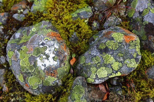 Kaleidoscope moss stones
