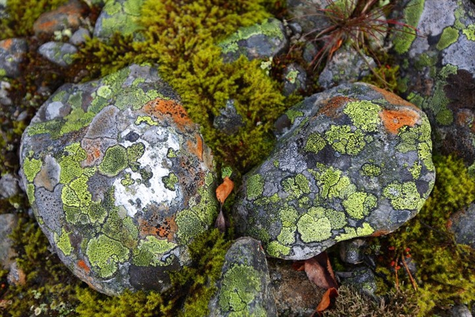 Kaleidoscope moss stones