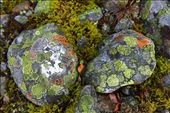 Kaleidoscope moss stones: by sabinapensek, Views[524]
