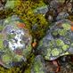 Kaleidoscope moss stones