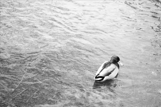 Duck still enjoys daily swim in minus 4ºC temperature 
