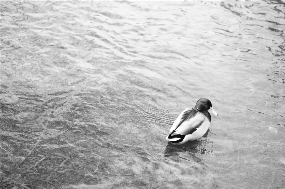 Duck still enjoys daily swim in minus 4ºC temperature 