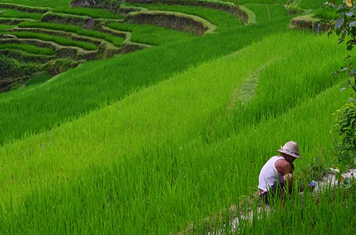 Local worker in rice field. Indonesia.