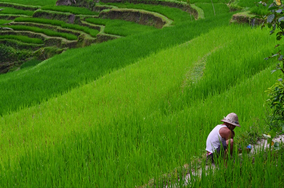 Local worker in rice field. Indonesia.