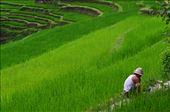 Local worker in rice field. Indonesia.: by sacdorta, Views[290]