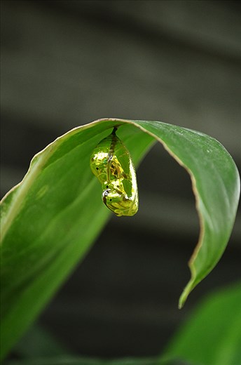Chrysalis. Indonesia.