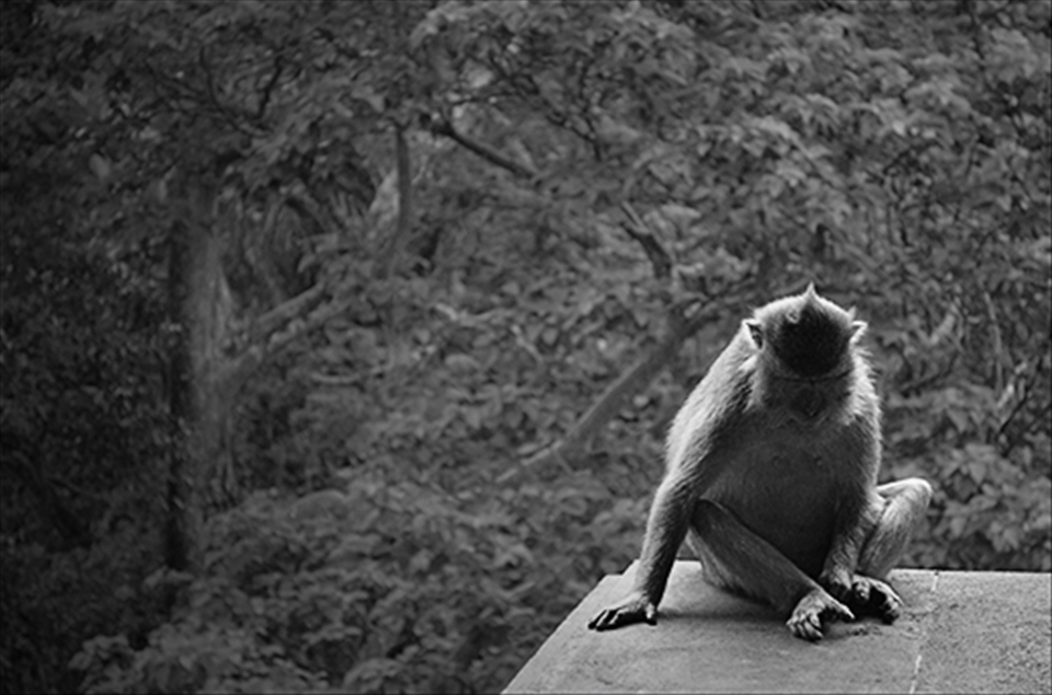 Thinker ape. Indonesia.