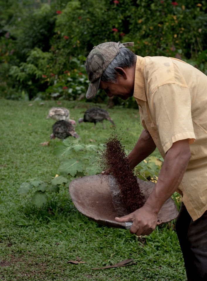 Once the cocoa seeds are ground, the huskl is then separated from the rest of the seed, by a traditional method of throwing them up in the air, allowing the wind to carry away the lighter husk, so that only the main seed remains.