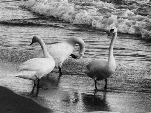 The three swans close by each other ,but away from everything else.