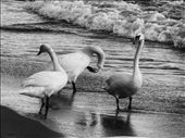 The three swans close by each other ,but away from everything else.: by sadswanstory, Views[929]