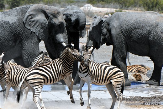 Henry, are those two zebra crossing the lines again?
Going through Etosha the only order you will find is at the waterholes and the Elephants reign. No one interferes and they don't notice any other animal.