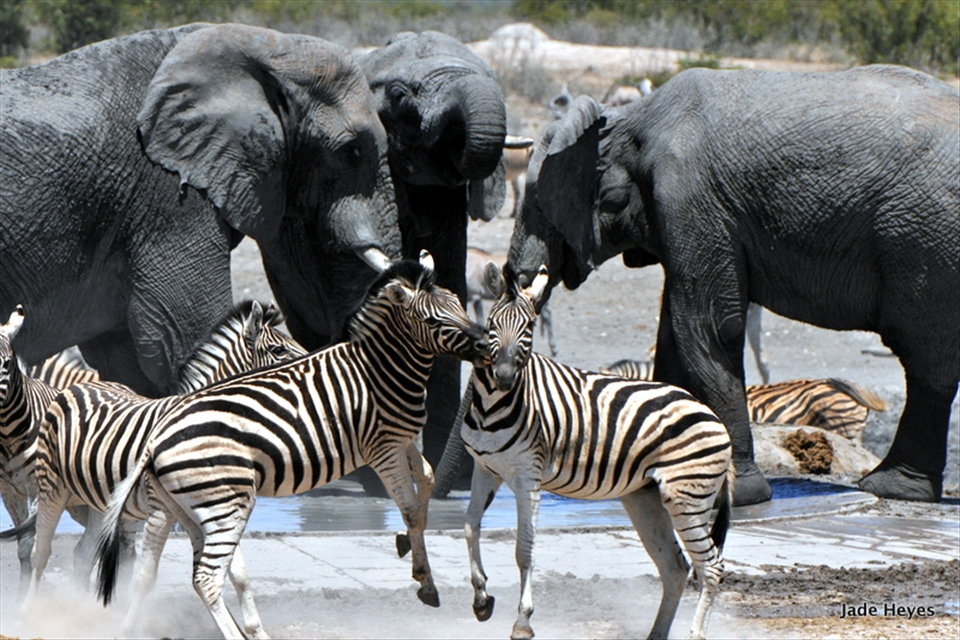Henry, are those two zebra crossing the lines again?
Going through Etosha the only order you will find is at the waterholes and the Elephants reign. No one interferes and they don't notice any other animal.