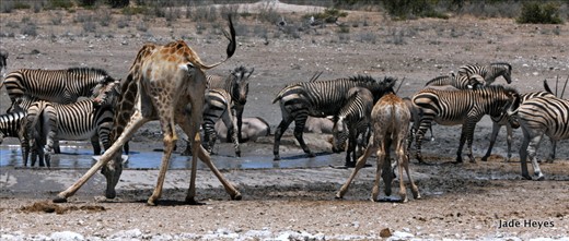 aaand demi-plié
And to add to order the giraffes are the only animals who seem to do drinking gracefully only when the coast is clear so to speak.