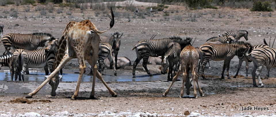 aaand demi-plié
And to add to order the giraffes are the only animals who seem to do drinking gracefully only when the coast is clear so to speak.