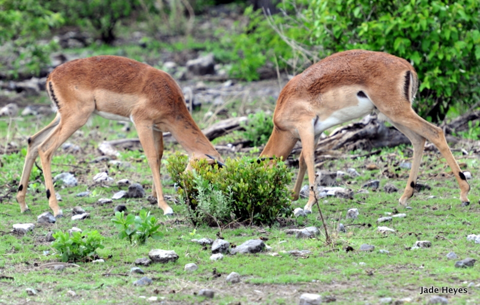 Just keep hiding, I don’t think they saw us.
Just when you thought life was hard in the bush, the two impalas show up in a comical manner.