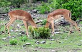 Just keep hiding, I don’t think they saw us.
Just when you thought life was hard in the bush, the two impalas show up in a comical manner.: by safagirl, Views[377]
