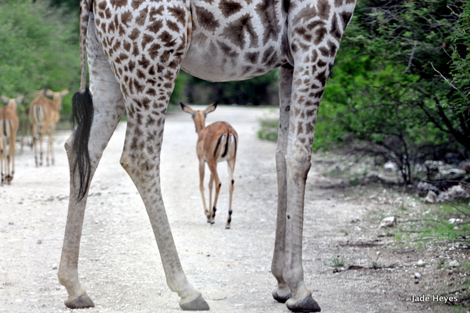 This is me, just walking away
The shear contrast of these two animals makes you realize how much is possible through a view finder.