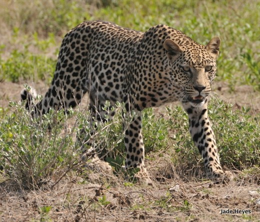 Now you’ve really done it, you asked for this.
To end all peace the leopard makes his way, just after his noon meal parched! Which brings everyone back to reality - that life is not that content and one has to be alert at every corner or choice one makes.