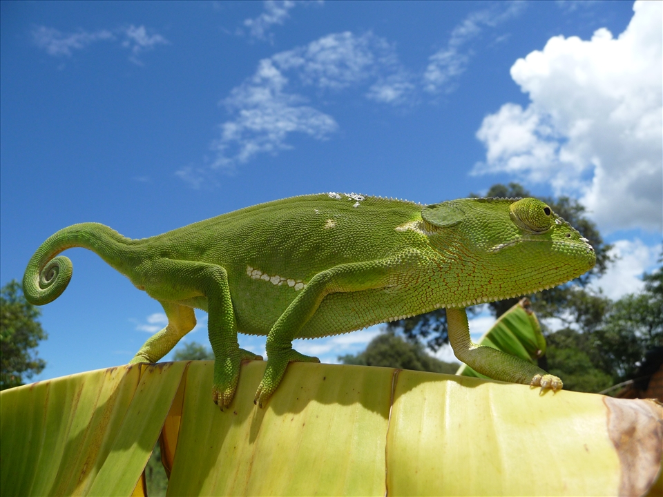 Chameleon Traversing Banana Plant