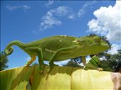 Chameleon Traversing Banana Plant: by safariskrutz, Views[356]