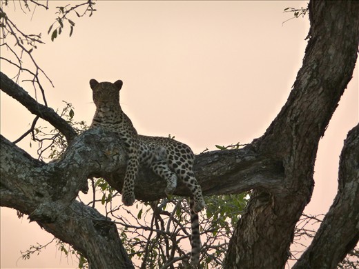 Leopard Resting for the Evening