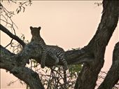 Leopard Resting for the Evening: by safariskrutz, Views[269]