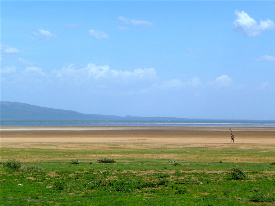 Giraffe Tricked by Mirage