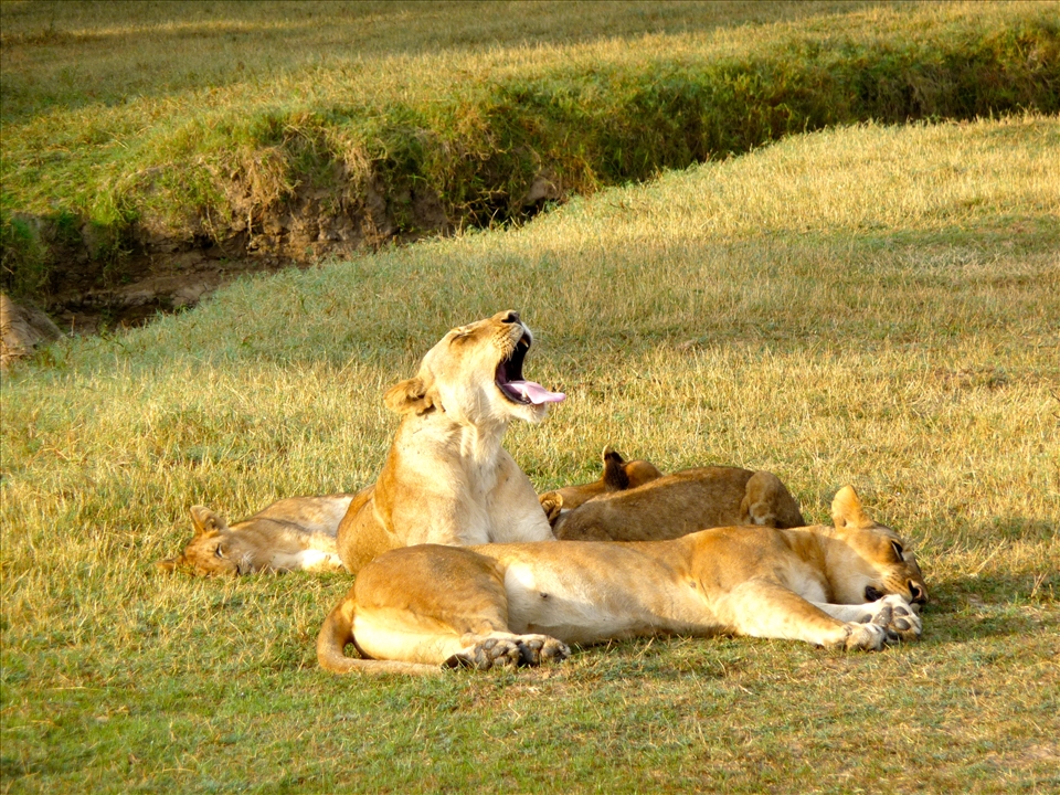 Lioness Yawning