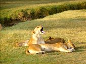 Lioness Yawning: by safariskrutz, Views[224]