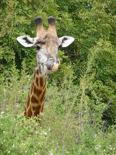 Giraffe Picking Nose with Tongue