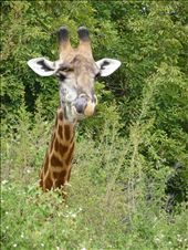 Giraffe Picking Nose with Tongue: by safariskrutz, Views[406]