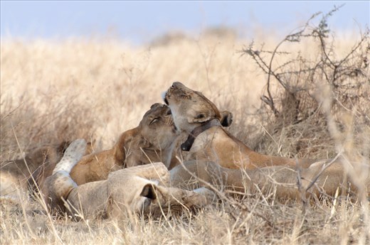 I'd rather enjoy this scene with the human being's blueprint.