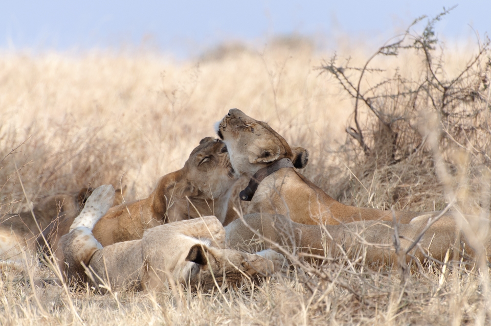 I'd rather enjoy this scene with the human being's blueprint.