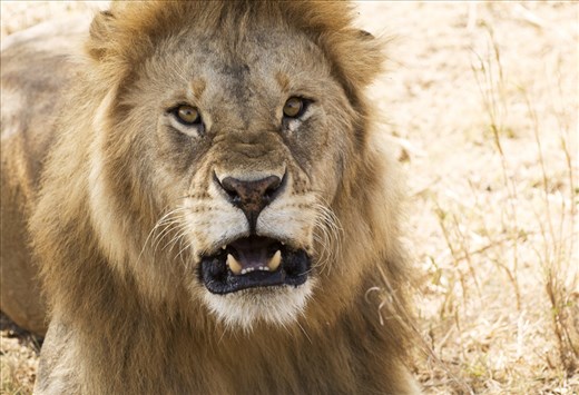 We look for the best shot until we are reminded 