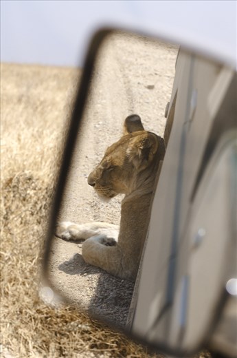 What a great animal... But should a lion be ever so close to a car?