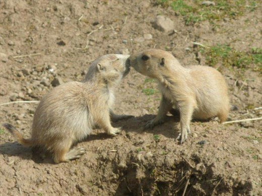 The kiss - Belfast zoo, Northern Ireland