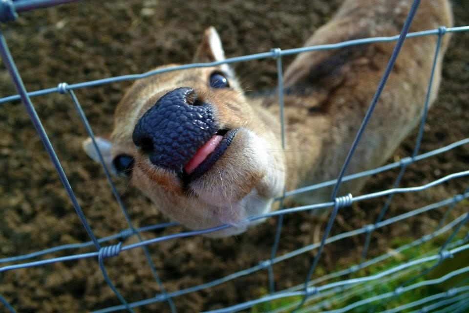 Feed me! - Belfast zoo, Northern Ireland