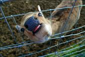 Feed me! - Belfast zoo, Northern Ireland: by safleming, Views[197]