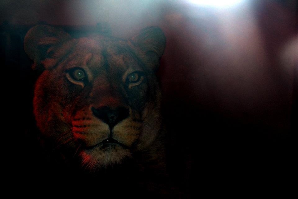 I'm watching you - Belfast zoo, Northern Ireland