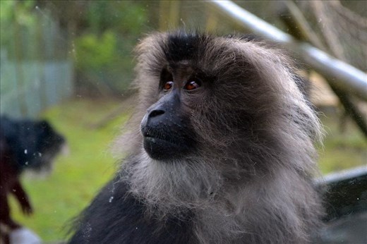How do I get out of here? - Belfast zoo, Northern Ireland