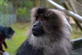 How do I get out of here? - Belfast zoo, Northern Ireland: by safleming, Views[242]