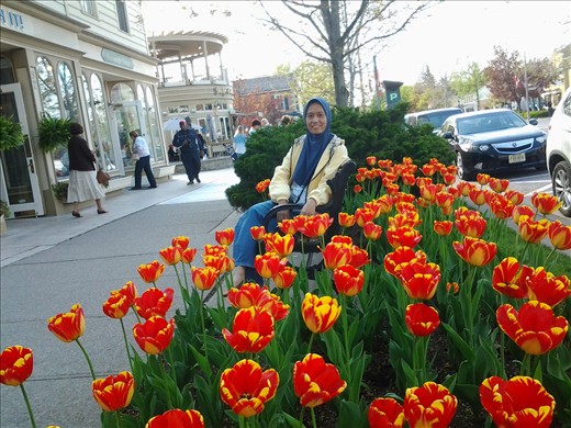 Tulip in Toronto