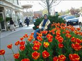 Tulip in Toronto: by sahnas, Views[127]