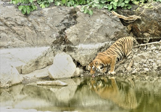 came to water body to quench his thirst