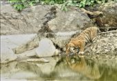 came to water body to quench his thirst: by saimahmed, Views[355]