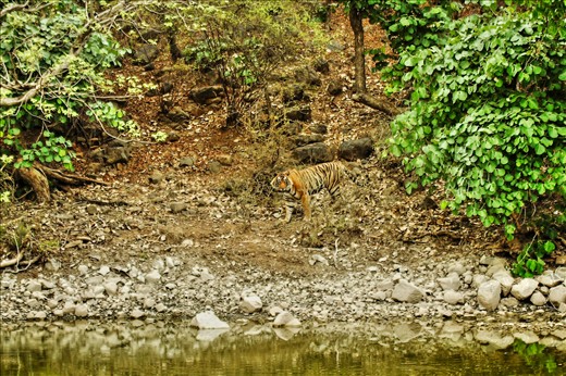 Tiger in the foliage of the indian forest,with some hopes to survive