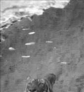 Save tigers otherwise,even his shadow will vanish: by saimahmed, Views[166]