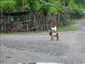 Friends for life, this goat and prize fighting rooster made an odd couple. I saw them often on my way home from work. : by sallybolton, Views[858]