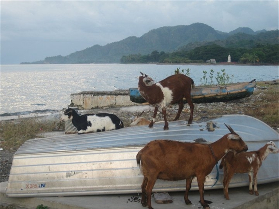 In the Oecusse enclave of Timor-Leste there are five times more goats than people (by my rough estimate).